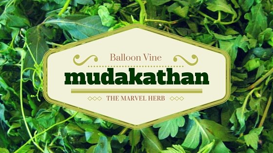 Mudakathan, The Marvel Herb | YOGIS HERBS