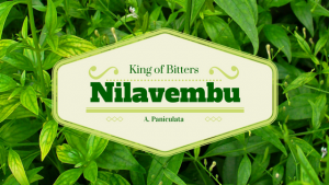 Nilavembu - King of bitters - YOGIS HERBS