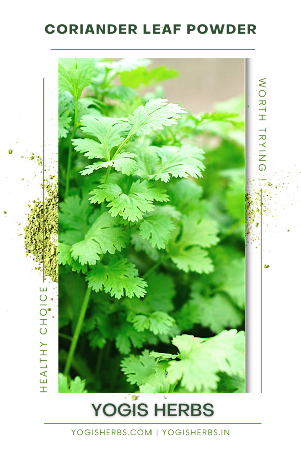 Yogis Herbs Dehydrated Coriander Leaf Powder (Coriandrum Sativum)- Fresh n Pure 1